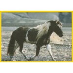 N24 - stickers image image panini chevaux & poneys mes meilleurs amis
