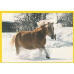 N33 - stickers image image panini chevaux & poneys mes meilleurs amis