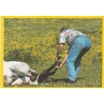 N38 - stickers image image panini chevaux & poneys mes meilleurs amis