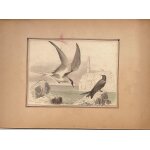 Oiseaux, pierre - garin et epouvantail.