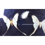 Papillons comtes madagascar et cocon cadre et parfait etat paillon de droite aile plie mais entire ...