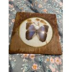 Papillon morpho sous verre, cadre en bois a repeindre, papillon tr�s bien conserv�