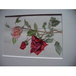 Peinture aquarelle / superbe roses sign ad 99 / avec marie louise