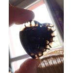Pendentif coeur en agate jaune et noir - avec veines de dragon et magnifique transparence a la lumire. ...