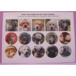 Plaquette de 15 petits stickers   chien