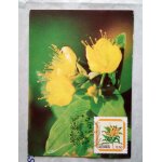 Portugal aores 1983 carte 1er jour avec un timbre fleur