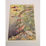 Publicit pharmaceutique molybdnyl - opocarbyl - origanyl - planche iv de l'atlas des poissons fascicule ...
