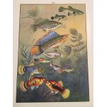 Publicit pharmaceutique molybdnyl - planche vlll de l'atlas des poissons fascicule iv poissons exotiques ...
