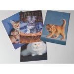 Quatre cartes postales couleur de la collection photographics cats 20 georgeous cats de bloomsbury books ...