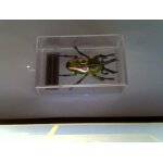 Reproduction d'insectes