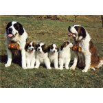 Saint bernard, elevage a ottenbach