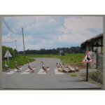 Sud - ouest france   passage prot�g�. travers� des oies. nalinnes