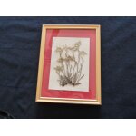 Tableau avec vraies etoiles alphines