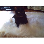 Tapis pour photographie photo bebes autres imitation peau poil long