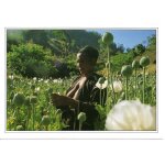 Tha�lande, champ de pavots - photo john everingham