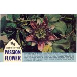 The legend of the passion flower