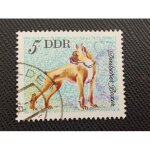Timbre allemagne - rda y t 1831 boxer allemand (canis lupus familiaris) 1976 (040710 )