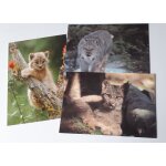 Trois cartes postales couleurs repr�sentant le lynx du canada - collections excel. . . the postcard people ...