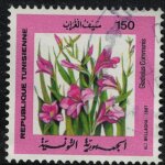 Tunisie 1987 oblit�r� used gla�eul oriental fleurs gladiolus communis peinture ali bellagha su