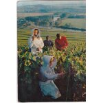 Vendanges en champagne la marne en arri�re - plan couleurs et lumi�res de france yvon 2230