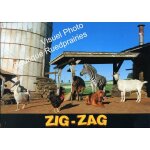 Zig zag, l'�talon z�br� (racing stripes) : jeu de 6 photos d'exploitation cin�matographique - format ...