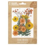 18 fleurs presses - prairie jaune