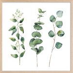 Affiche aquarelle eucalyptus avec cadre 30x30 cm