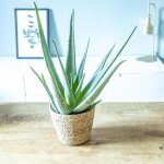 Aloe vera + cache - pot plante d'intérieur facile d'entretien Aloe vera + cache - pot plante d'intérieur facile d'entretien