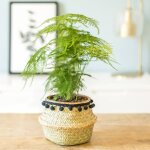 Aspargus plante d'intérieur résistante avec cache - pot Aspargus plante d'intérieur résistante avec cache - pot