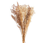 Bouquet de fleurs sches blanches