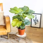 Calathea plante d'intérieur tropicale sans cache - pot Calathea plante d'intérieur tropicale sans cache - pot