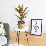 Cordyline plante d'intérieur remarquable avec cache - pot Cordyline plante d'intérieur remarquable avec cache - pot