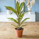 Cordyline plante d'intérieur remarquable sans cache - pot Cordyline plante d'intérieur remarquable sans cache - pot
