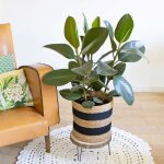 Ficus caoutchouc 3 branches avec cache - pot