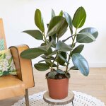 Ficus caoutchouc 3 branches sans cache - pot