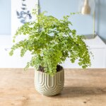 Fougère adiantum ou capillaire avec cache - pot d13 Fougère adiantum ou capillaire avec cache - pot d13