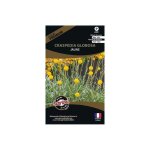 Graines de fleurs premium craspedia globosa jaune Graines de fleurs premium craspedia globosa jaune