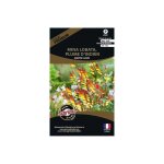 Graines de fleurs premium mina lobata plume d'indien scarlet yellow Graines de fleurs premium mina lobata plume d'indien scarlet yellow