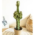 Grande euphorbe erythrea 90 cm et son cache - pot Grande euphorbe erythrea 90 cm et son cache - pot