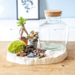 Kit pour terrarium 2 plantes ficus et fittonia rouge Kit pour terrarium 2 plantes ficus et fittonia rouge