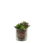 Mix de succulentes artificielle en vase transparent verte h17 Mix de succulentes artificielle en vase transparent verte h17
