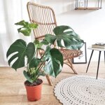 Monstera plante d'intérieur sans cache - pot Monstera plante d'intérieur sans cache - pot