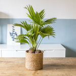 Palmier d'intrieur livistona rotundifolia avec cache - pot