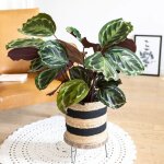 Plante d'intérieur tropicale calathea avec cache - pot Plante d'intérieur tropicale calathea avec cache - pot