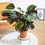Plante d'intérieur tropicale calathea sans cache - pot Plante d'intérieur tropicale calathea sans cache - pot