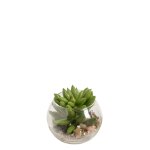 Succulente echeveria en terrarium rond artificielle verte h8