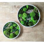 Tableau vgtal naturel rond en mousse stabilise - lot de 2 - forest