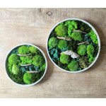 Tableau vgtal naturel rond mousse stabilise - lot de 2 - sous - bois