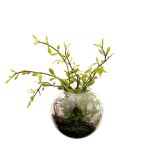 Terrarium avec sedum vert h10