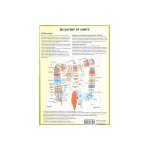 Planche cellophan�e intestins et sant� (a4 double)